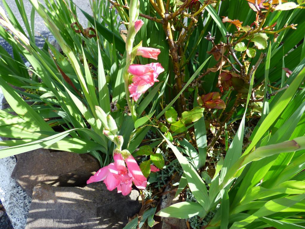 Anna Bella Motel Glen Innes Quarto foto